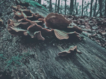 Close-up of dry leaves on tree trunk in forest