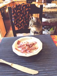 Cat in plate on table