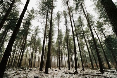 Low angle view of bamboo trees in forest