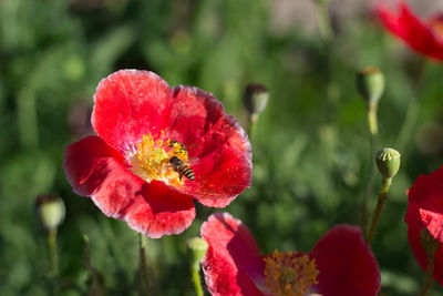 Close-up of red poppy
