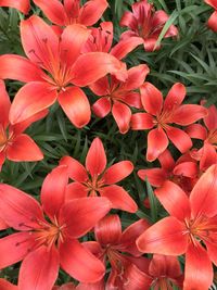 High angle view of red flowering plants
