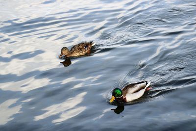 High angle view of mallard duck swimming in lake