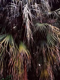 Full frame shot of palm tree