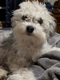 Close-up portrait of dog relaxing at home