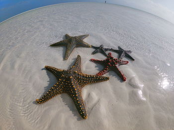 High angle view of starfish on beach