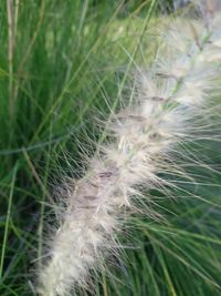 Close-up of dandelion