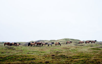 Horses grazing on field against clear sky