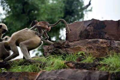 Monkeys in a forest