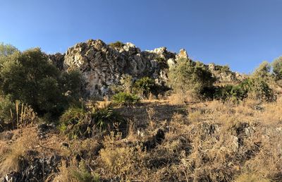 Plants growing on rocks against clear blue sky