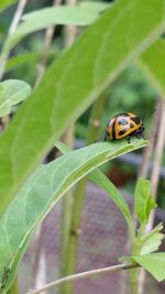 Close-up of beetle on leaf