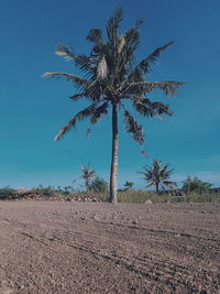 Palm tree on field against sky