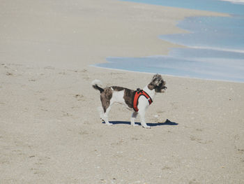 High angle view of dog on beach