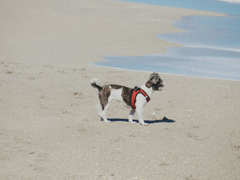 High angle view of a dog on the beach