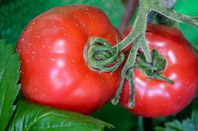 Close-up of fresh red chili peppers