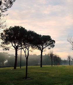 Trees on field against sky during sunset