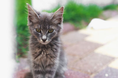 Portrait of cat looking at camera