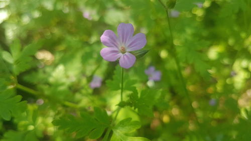 Close-up of purple flowering plant leaves