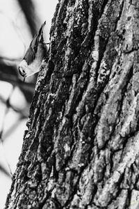 Close-up of insect perching on tree trunk