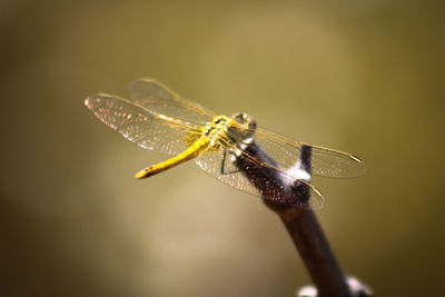 Close-up of damselfly on leaf