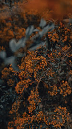 Close-up of autumn leaves on field