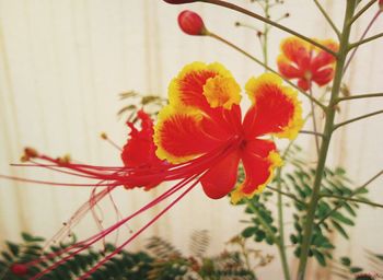 Close-up of red flowers