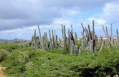 Cactus growing against sky