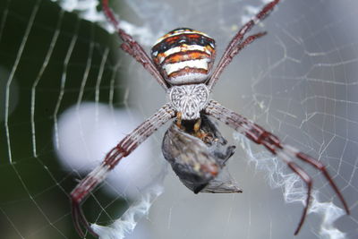 Close-up of spider on web