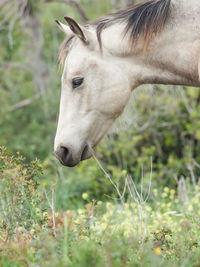 Close-up of a horse