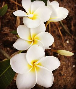 Close-up of white flowering plant