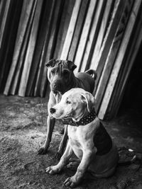 Portrait of dog looking away