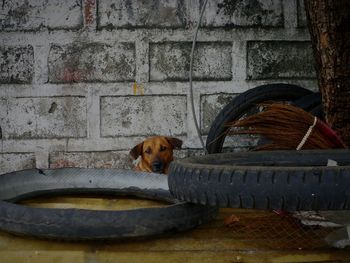 Dog in park