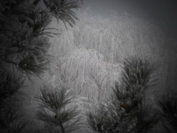 Close-up of plants against sky