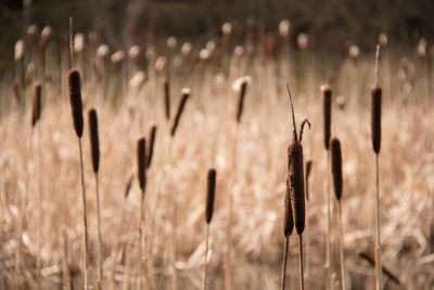 Close-up of stalks against blurred background