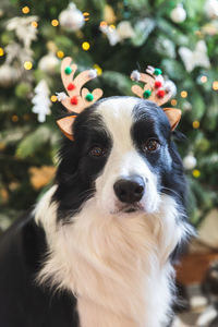 Puppy dog border collie wearing christmas costume deer horns hat near christmas tree at home