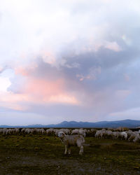 View of horses on field against sky