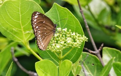 Butterfly on leaf