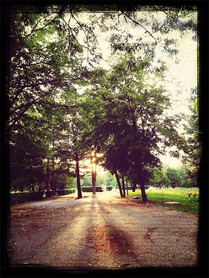 Road amidst trees in park