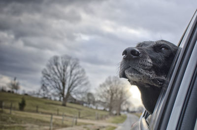 Close-up of dog against sky