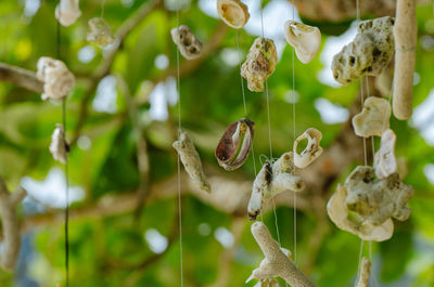 Close-up of flowers