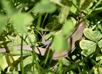 Close-up of lizard on plant