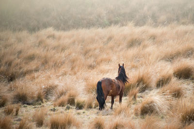 Horses in a field