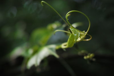 Close-up of green plant