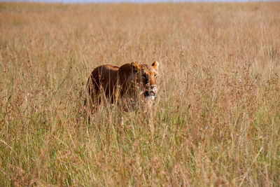 Lioness on field