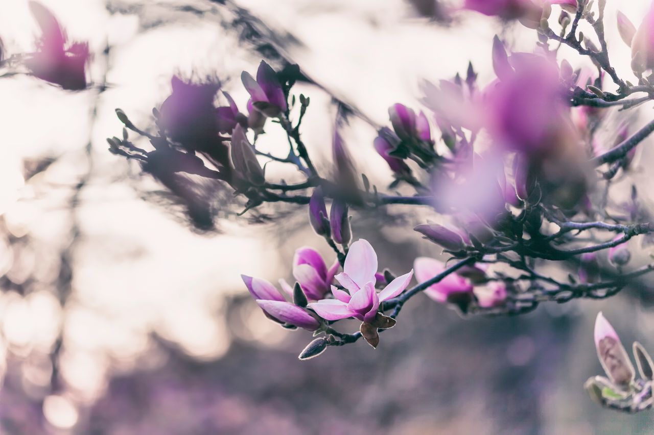 flowering plant, flower, plant, fragility, freshness, beauty in nature, vulnerability, growth, pink color, petal, close-up, nature, purple, tree, selective focus, day, branch, focus on foreground, no people, blossom, flower head, outdoors, springtime, cherry blossom