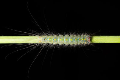 Close-up of caterpillar against black background