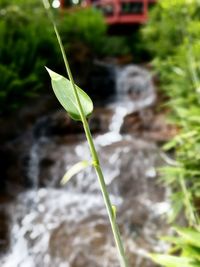 Close-up of plant growing on land