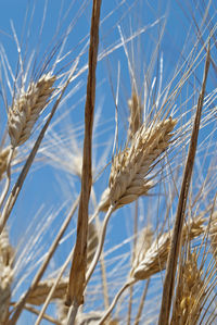 Low angle view of wheat crops against blue sky on sunny day