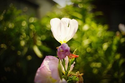 Close-up of flower blooming outdoors