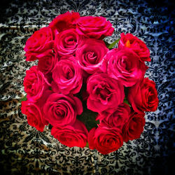 Close-up of red rose