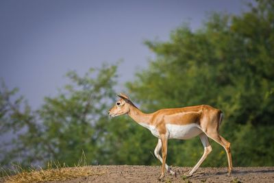 Side view of horse standing on field
